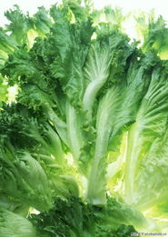 蔬果之美 从田间到餐桌的色彩盛宴