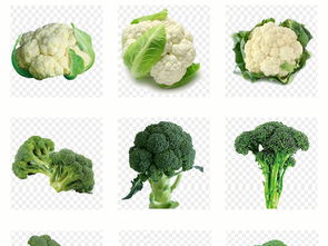 鲜翠欲滴 揭秘头号蔬菜素材的艺术与实用宝典